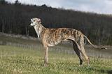 GALGO 012